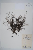 附地菜藏品圖，第1張