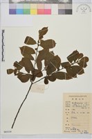 鈍齒鼠李藏品圖，第1張