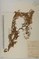 加拿大蓬藏品圖，第1張