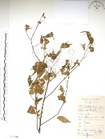 銳葉山黃麻藏品圖，第1張