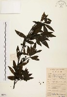 山胡椒藏品圖，第1張