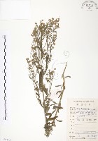 美洲假蓬藏品圖，第1張