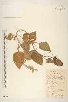 金鈕釦藏品圖，第1張