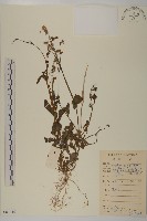 紫背草藏品圖，第1張