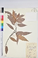 長尾栲、長尾柯、長尾尖葉櫧藏品圖，第1張