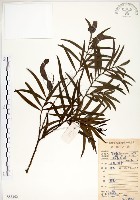 相思樹藏品圖，第1張