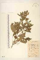 豨簽藏品圖，第1張