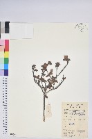 登錄號:S083354藏品圖，第1張