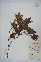 嶺南槭藏品圖，第1張