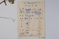 刺瓜藏品圖，第2張