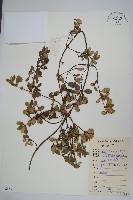 中國念珠藤藏品圖，第1張