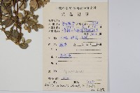 中國念珠藤藏品圖，第2張