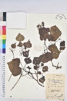 烏臼藏品圖，第1張