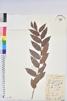 毛果算盤子藏品圖，第1張