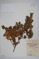 皺葉黃楊藏品圖，第1張