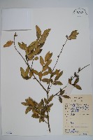 楊梅葉黃楊藏品圖，第1張