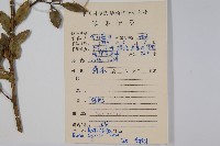 楊梅葉黃楊藏品圖，第2張