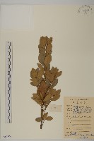 扶芳藤藏品圖，第1張