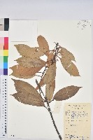 橿葉柯藏品圖，第1張