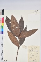 刺毛杜鵑藏品圖，第1張