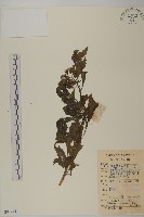 昭和草藏品圖，第1張