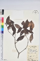 鹿角杜鵑、西施花、青紫木藏品圖，第1張