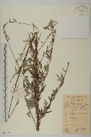 南毛蒿藏品圖，第1張