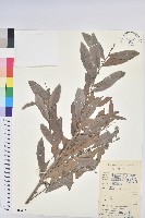 紅毛饅頭果藏品圖，第1張