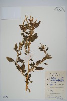 刺莧藏品圖，第1張