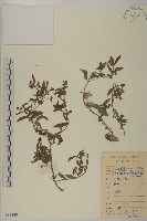 鱧腸藏品圖，第1張