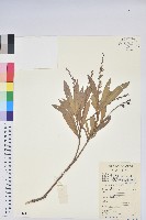 長萼馬醉木藏品圖，第1張