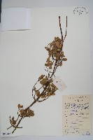 中國念珠藤藏品圖，第1張