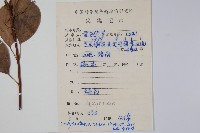 酸藤藏品圖，第2張