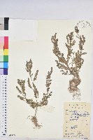 葉下珠、珠仔草藏品圖，第1張