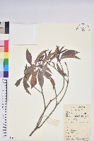 登錄號:S083471藏品圖，第1張