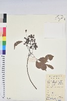 茄苳、重陽木藏品圖，第1張