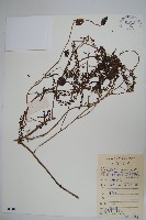 落葵藏品圖，第1張