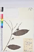 刺杜密藏品圖，第1張