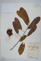 瓜馥木藏品圖，第1張