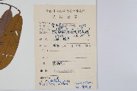 瓜馥木藏品圖，第2張