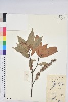 火燒柯、栲樹藏品圖，第1張