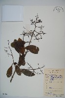 珊瑚樹藏品圖，第1張