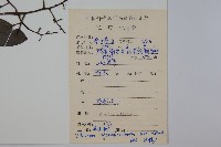 珊瑚樹藏品圖，第2張