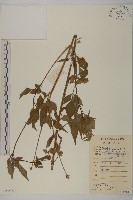 白花鬼針藏品圖，第1張