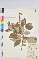 白背葉藏品圖，第1張