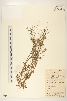 銀膠菊藏品圖，第1張