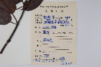 帘子藤藏品圖，第2張