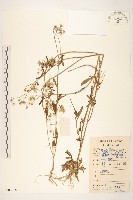 一枝香藏品圖，第1張