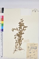 乳仔草藏品圖，第1張