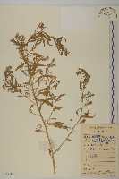 臭杏、土荊芥藏品圖，第1張